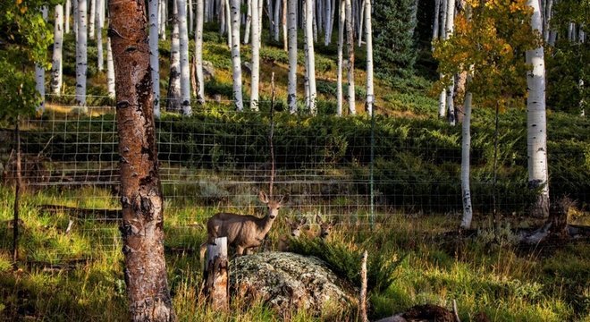 A presença de veados, cervos e vacas tem ajudado a diminuir o bosque Pando