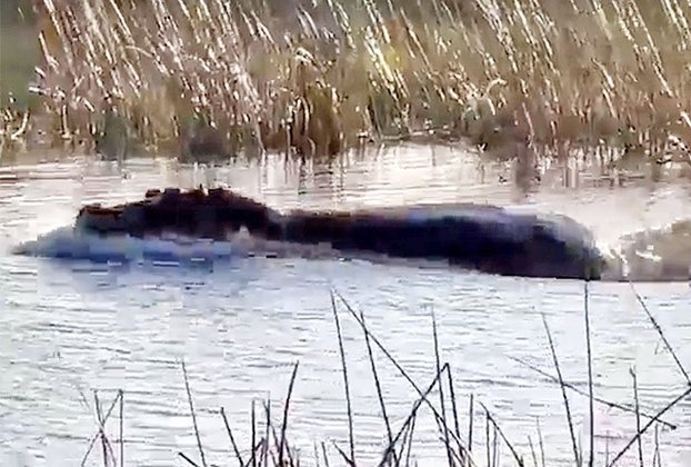 Um vídeo que mostra o ataque de um hipopótamo a leões em Botswana atraiu a atenção de milhões de pessoas nesta sexta-feira (17/6). 