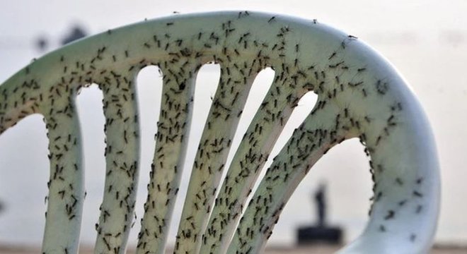 Quando os humanos deixarem o planeta, os insetos terão um renascimento rápido.