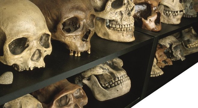 Uma coleção de crânios humanos antigos em uma prateleira