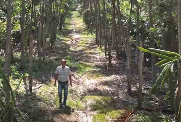 Uma comunidade japonesa fixada no município de Tomé-Açu, no nordeste do Pará, tornou-se modelo de produção agrícola e combate ao desmatamento da Amazônia. A história foi contada em um documentário da rede britânica BBC. 