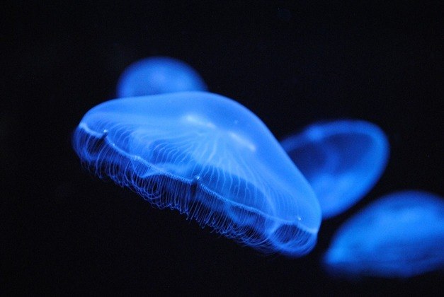Uma curiosidade é que existem águas-vivas que brilham na escuridão. Elas possuem órgãos bioluminescentes que provocam esse efeito. Mas nem todas são assim.