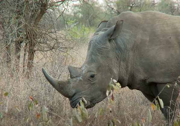 Uma das partes mais chamativas e deslumbrantes em um rinoceronte é o seu chifre. Porém, poucas pessoas sabem que ele é feito de queratina, uma proteína que é o principal componente de cabelos e unhas de um ser humano.