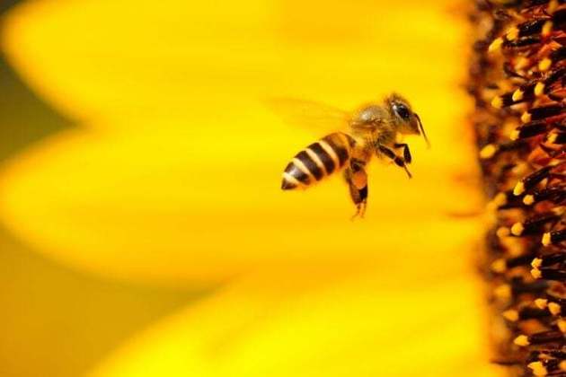 Uma das picadas mais comuns talvez seja a das abelhas, mas será que elas estão na lista das mais doloridas de todas? 