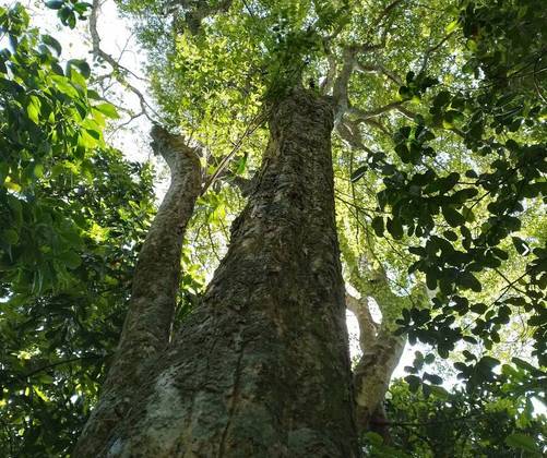 Uma delas é a Eugenia delicata, chamada popularmente de uvaia-pitanga. Os pesquisadores encontraram seis unidades dessa árvore no parque. 