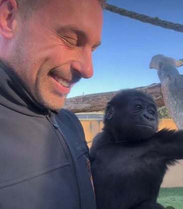 Uma história curiosa envolvendo um bebê gorila e um cuidador está chamando a atenção em um zoológico da Austrália. Veja no Flipar!