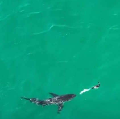 Uma imagem chamou atenção na internet esta semana. Uma ave conseguiu afugentar um tubarão, que se aproximava, expelindo fezes num jato. O tubarão desistiu da presa.