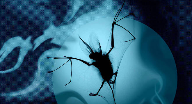 Morcegos são os únicos mamíferos capazes de voar