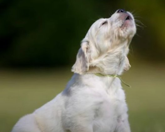 Uma maneira de representar um cachorrinho em desenhos animados é com os uivos, já que é comum eles  terem esse hábito. O motivo disso: a frequência e o timbre do uivo podem ser ouvidos por outros cães de muito longe. 