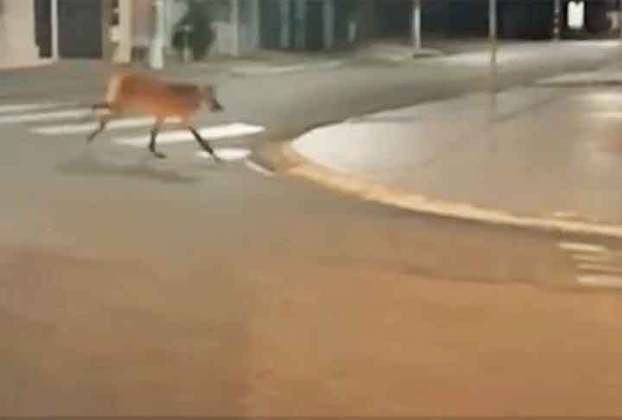 Uma moradora filmou o animal correndo entre as ruas São Francisco e Professora Aurora Paes da Costa, no bairro Vila Antônio Augusto Luiz.