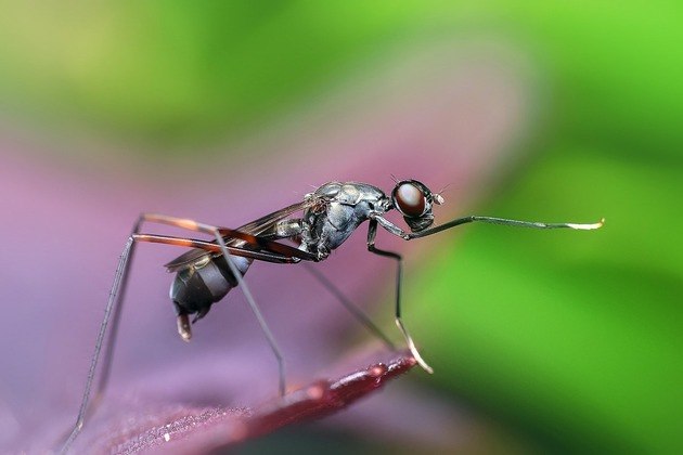 Uma nova pesquisa, feita por especialistas e publicada no The Conservation, um portal de notícias com base acadêmica, mostra o gigantismo de um dos menores seres vivos do mundo: as formigas. 