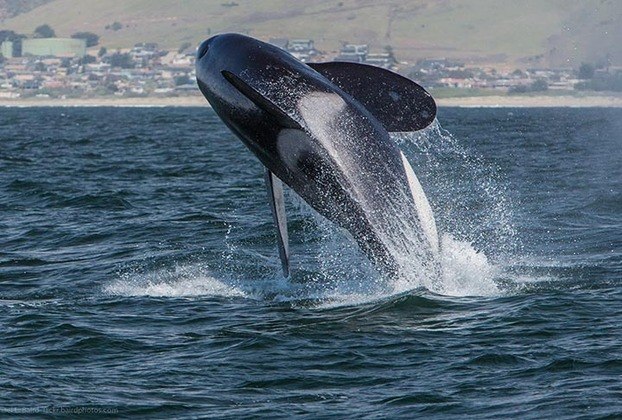 Uma orca pode pesar até nove toneladas. Portanto, ao bater no barco, dependendo do tamanho da embarcação, pode causar sérios danos. 