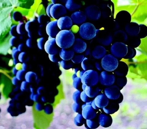 Uma outa boa pedida para quem quer dormir melhor. A uva é fonte de fitomelatonina, uma melatonina de origem vegetal, um importante hormônio relacionado com o sono. 
