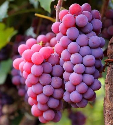 Uma outa boa pedida para quem quer dormir melhor. A uva é fonte de fitomelatonina, uma melatonina de origem vegetal, um importante hormônio relacionado com o sono. 