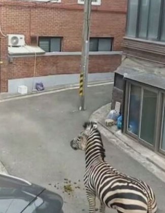 Uma zebra escapou do zoológico na Coreia do Sul e causou medo numa área residencial.