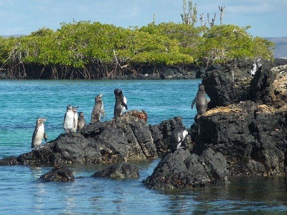 Única espécie de pinguins encontrada no hemisfério norte. Tem 50 cm de altura e 2 kg, em média. Suas asas medem 23 cm e seu corpo é branco e preto com nuances azuladas. Fazem ninhos nas cavidades das rochas. 