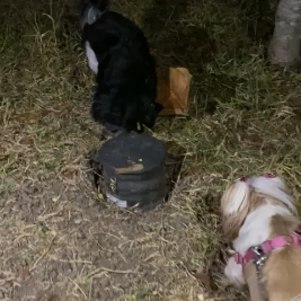 Animais se aproximam da urna