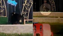 Ursa com filhotes nas costas é flagrada em festa de casamento 