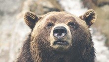 Funcionário de zoológico no Uzbequistão é espancado até a morte por urso faminto