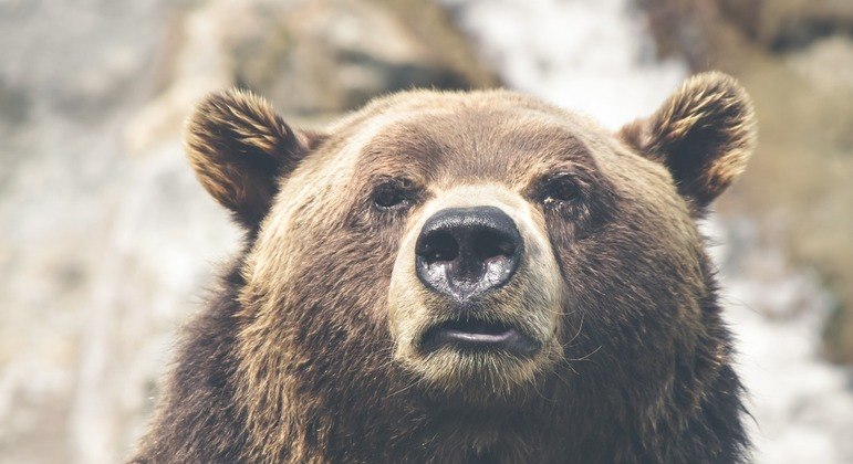 Urso espancou funcionário de zoológico até a morte
