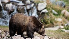 Ataque de urso reacende debate sobre caça na Eslováquia 
