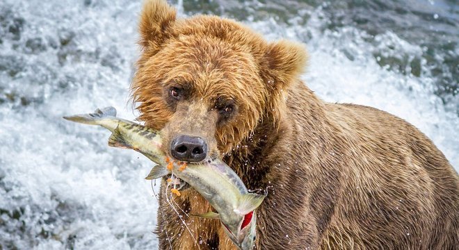Ursos conseguem contar peixes?