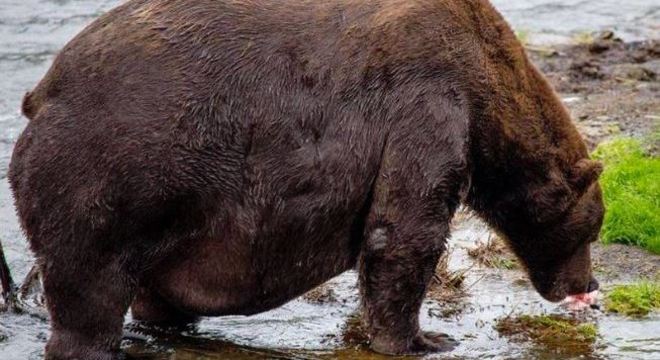 Antes de hibernar, ursos comem muito salmão e acumulam gordura