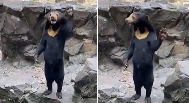 Ursa Angela acenou a visitantes e reacendeu boatos sobre ser um 'humano' fantasiado