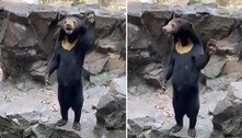 Novo vídeo estranho: urso suspeito de ser pessoa fantasiada acena de pé para visitantes