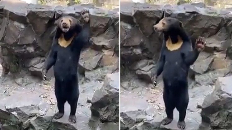 E a polêmica do urso não para! Após muita gente duvidar de que o urso de um zoológico chinês era real e apostar que se tratava de um humano fantasiado, um novo vídeo do animal foi publicado — e novos boatos sobre a veracidade do mamífero surgiram