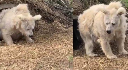 Chada viralizou por causa de um vídeo em que aparece acordado descabelada após hibernar