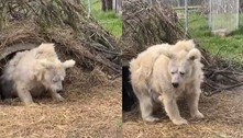 Ursa que viralizou ao acordar 'descabelada' após hibernar foi explorada em circo; conheça história  