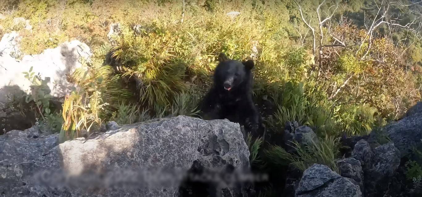 Prime Video: O Menino e o Urso