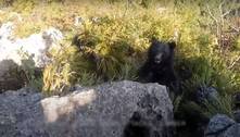 Vídeo assustador: alpinista luta pela vida ao ser atacado por um urso feroz e insistente
