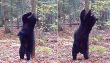 A dança proibida! Urso usa árvore para se coçar, mas acaba sensualizando