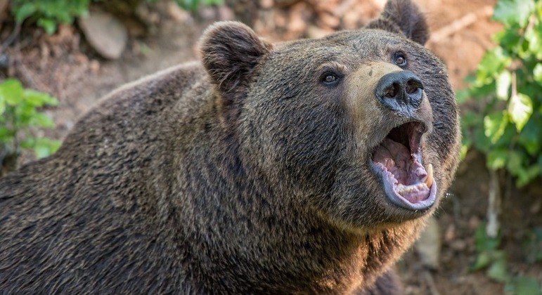 Animal fraturou parte do crânio da vítima e foi embora