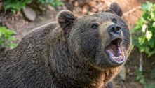 Homem sobrevive a ataque de urso e conta tudo: 'Ouvi ossos partindo'