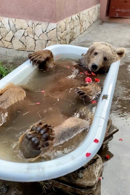 Rescued Brown Bear Goes Fishing With Owner 