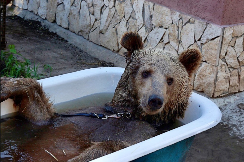 Rescued Brown Bear Goes Fishing With Owner 