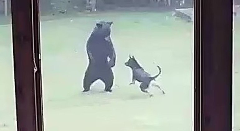 Os dois melhores amigos da vizinhança resolveram brincar