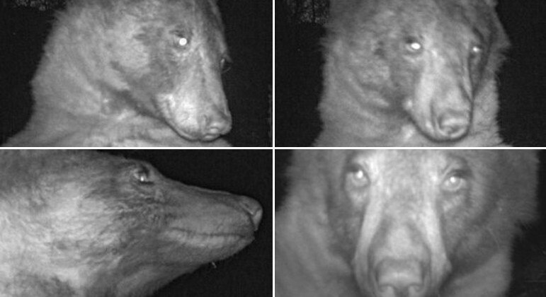 Urso descobriu câmera de monitoramento e 'posou' para mais de 400 fotos