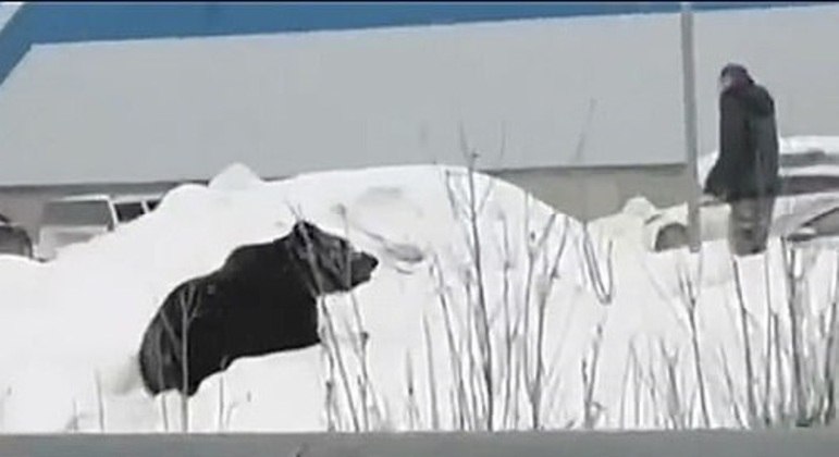 Urso de um ano e meio espalhou medo nas ruas de cidade na Sibéria