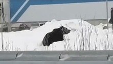 Urso fugitivo persegue homem e espalha pânico em cidade