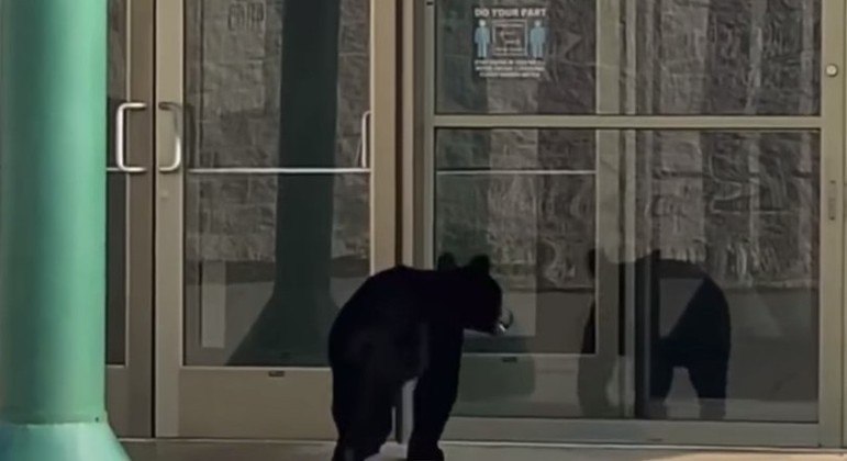 Animal tentou entrar em sessão de Space Jam