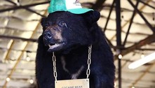 A história do urso lendário que devorou US$ 15 milhões em cocaína