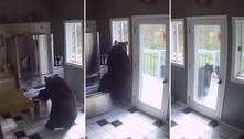 Urso arromba porta, invade cozinha e furta lasanha do congelador 