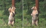 Um raro 'urso-espírito' acabou comparado a um dançarino de pole dance na web ao ser flagrado se coçando em um poste de madeira, em Terrace, no Canadá