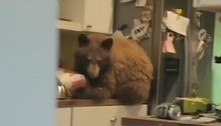 Urso guloso invade casa e devora balde gigante de frango frito