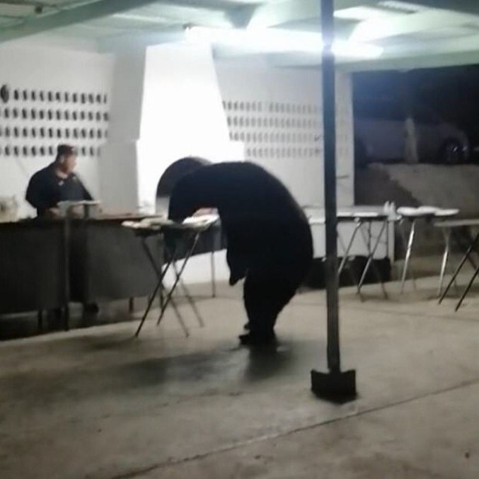 Animal comeu canapés até se fartar