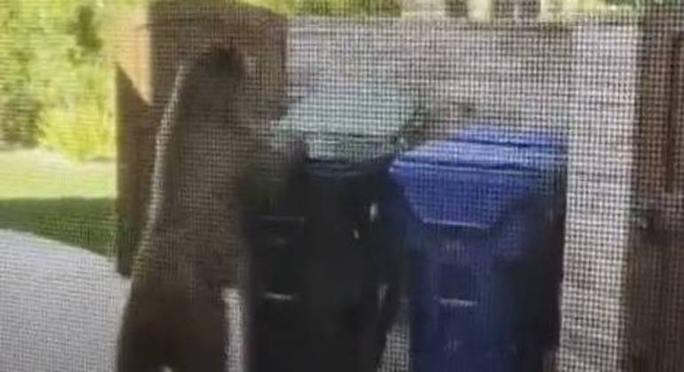 O animal já apareceu diversas vezes na vizinhança
